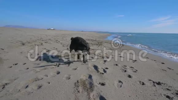 黑狗在靠近海岸线的海滩上用木棍奔跑视频的预览图