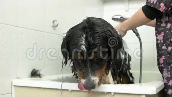 狗在洗澡慢动作视频的预览图