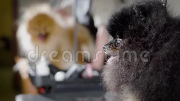 在狗展之前黑色和浅色的波美拉尼亚斯皮茨狗在一个专业的美容沙龙中进行手术视频的预览图