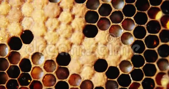 有完整蜜蜂细胞的蜂窝视频的预览图