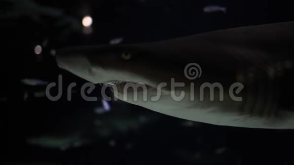 关闭在水族馆游泳的沙蒂格鲨锯齿鲨的录像片段视频的预览图