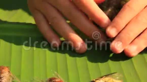 香蕉叶子上的蝉视频的预览图