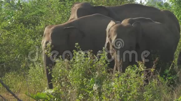 夏天巨大的大象聚集在高高的绿草丛中视频的预览图