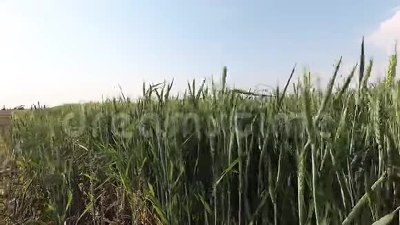 麦田在阳光下时光流逝视频的预览图