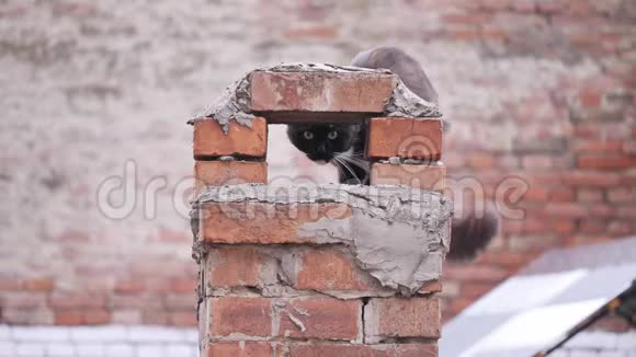 一只黑白猫正坐在屋顶上看着相机视频的预览图