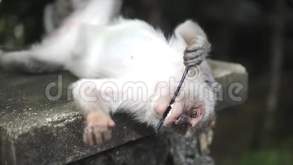 灰斑猴巴厘岛乌布猴林猴子正看着相机躺在背上吃了一些小东西视频的预览图