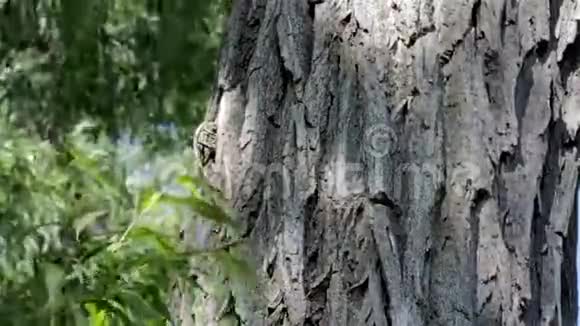 一棵老橡树的树干视频的预览图