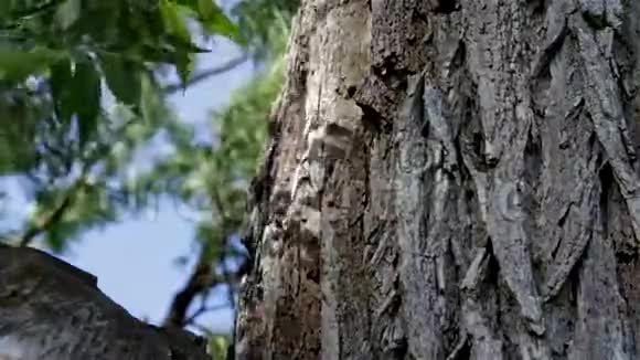 一棵老橡树的树干视频的预览图