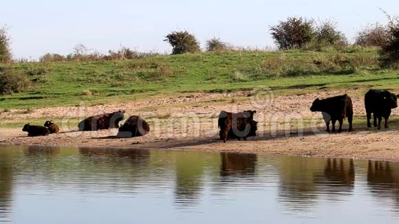 反映荷兰比森拜的加洛韦奶牛视频的预览图