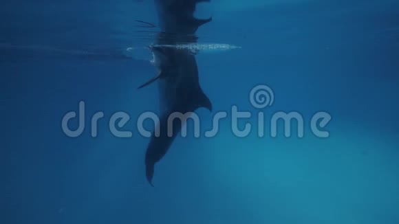 靠近海豚馆的海豚游泳水下浮池视频的预览图