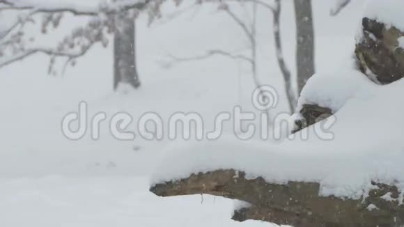 林桩上下雪视频的预览图