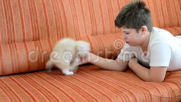 男孩正在和一只躺在红色沙发上的小猫玩耍视频的预览图
