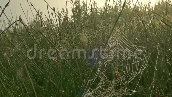 雾蒙蒙的早晨在草地上蜘蛛网视频的预览图