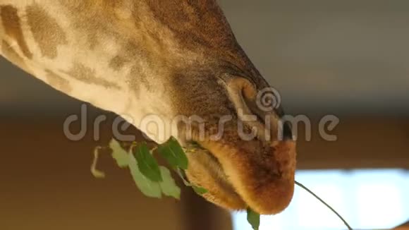 大头的长颈鹿特写吃草大眼睛绿叶的枝慢慢咀嚼食物高清视频的预览图
