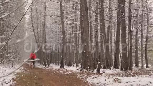 这只狗跑在一个天鹅绒手衣手前冬天女主人和一只狗骑自行车走到树林里下一个计划视频的预览图