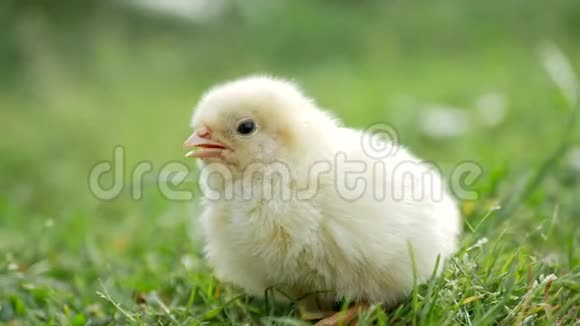 草地上的小鸡和鸡蛋视频的预览图