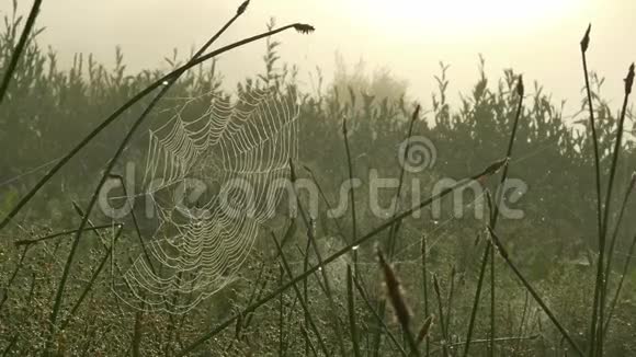 雾蒙蒙的早晨在草地上蜘蛛网视频的预览图