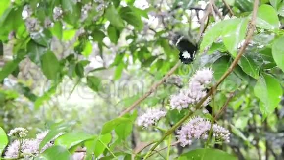 蝴蝶树上的蝴蝶视频的预览图