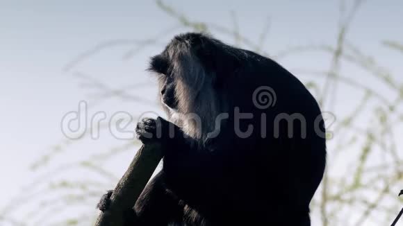 太阳下树枝上的猕猴视频的预览图