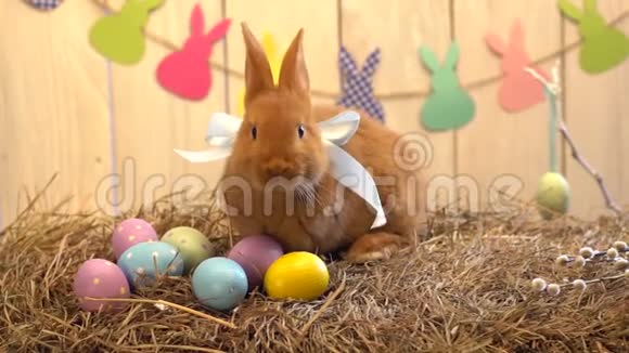 绒毛兔复活节庆祝传统象征概念干草躺在鸡蛋附近视频的预览图