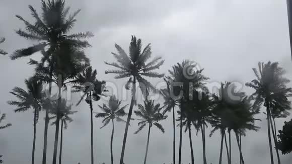热带岛屿季风时的棕榈树视频的预览图
