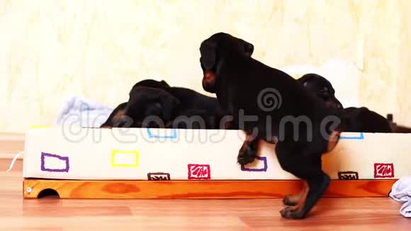 一只小狗多伯曼跳进篮子给他的同伴小狗视频的预览图