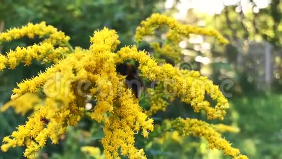 蜜蜂慢动作地工作着黄花视频的预览图