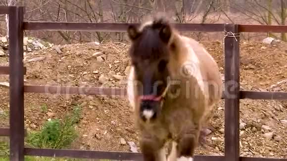 友好的冰岛棕色马走在围栏里视频的预览图