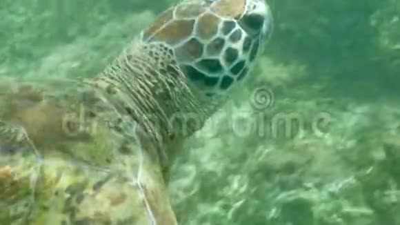 海龟水下特写慢镜头4k视频的预览图