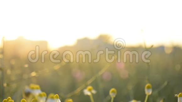 盛开的马菊甘菊阳光下长柄头的芳香簇视频的预览图