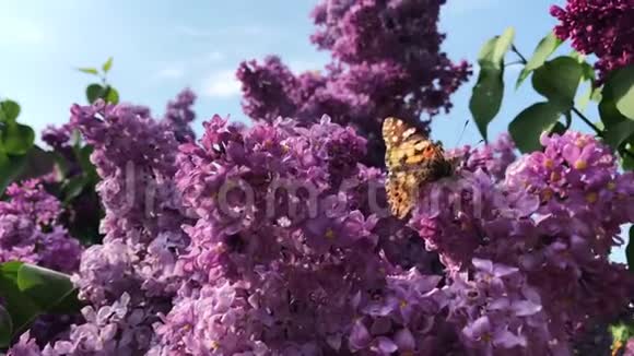 阳光明媚的一天一只蝴蝶坐在丁香花上视频的预览图