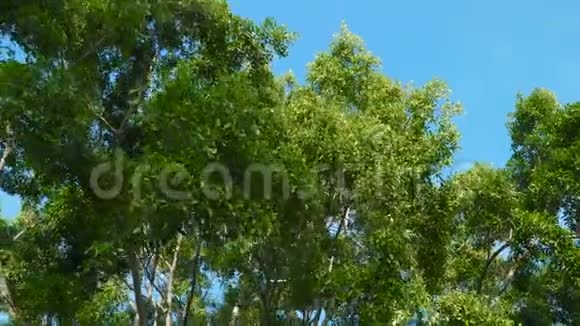 蓝天上的大绿树视频的预览图