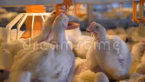 三只肉鸡在喝奶奶时争夺一席之地视频的预览图