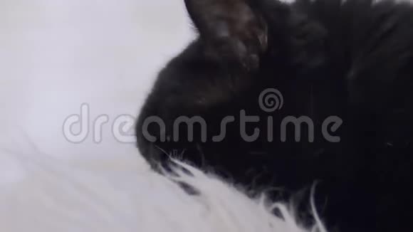 猫喵喵的特写视频的预览图