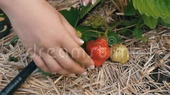 女人在摘草莓视频的预览图
