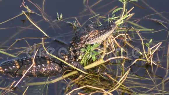 小鳄鱼在沼泽里晒太阳视频的预览图