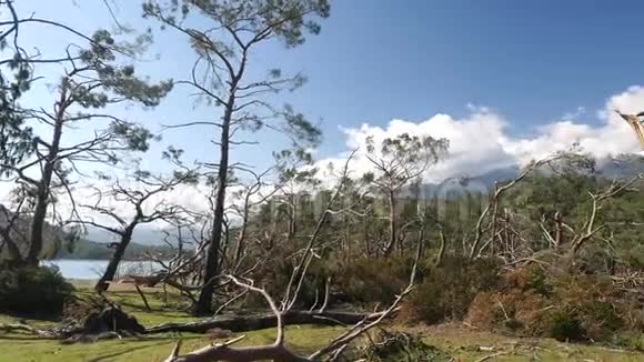 森林中的横财暴风雨破坏土耳其Phaselis公园视频的预览图