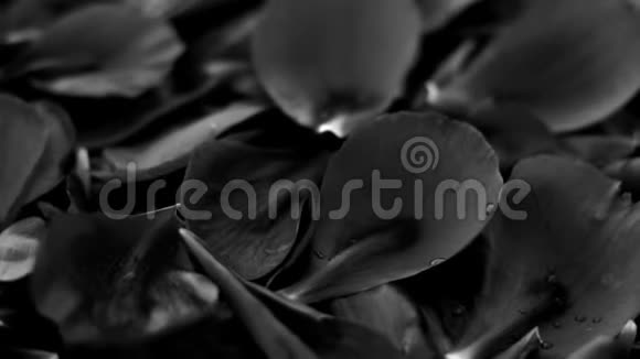 抽象的黑色花背景水中的花瓣视频的预览图