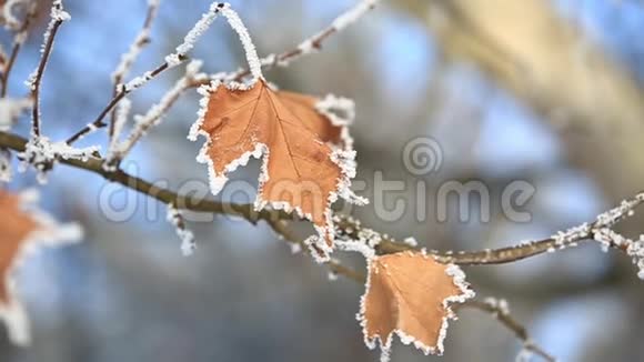 美丽的雪下有橙色的叶子初雪浅蓝色背景视频的预览图