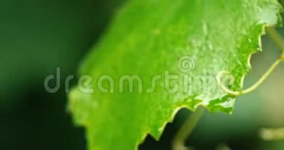 新鲜绿叶的葡萄宏视频的预览图