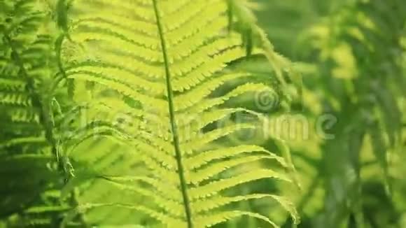 完美的天然蕨类植物图案美丽的背景由年轻的绿色蕨叶制成视频的预览图