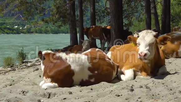 河沙滩上的一群牛视频的预览图