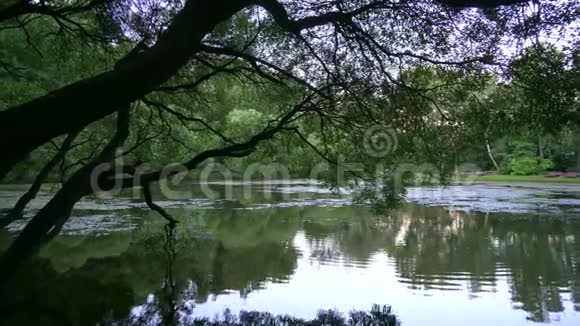 城市公园里的池塘和鸭子视频的预览图
