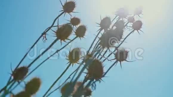 在蓝天和阳光的背景下蓟视频的预览图