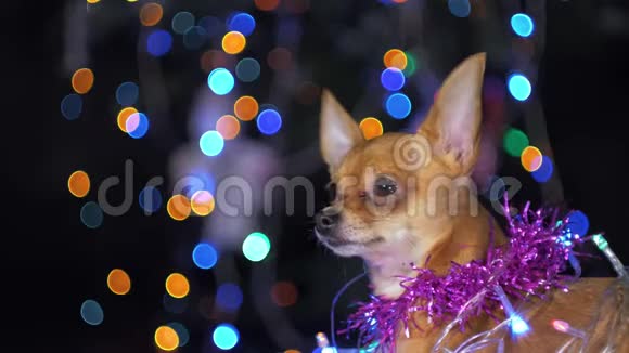 玩具狗是一只黄色新年狗视频的预览图