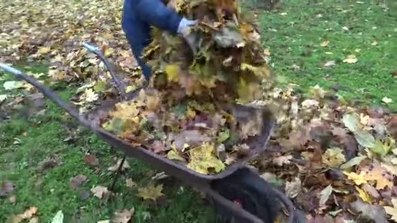 园丁女女孩在秋天的花园里装着生锈的手推车和树叶手持的4K视频的预览图