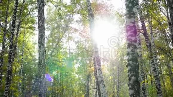 阳光下的桦树林视频的预览图