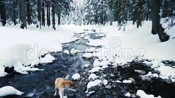 狗在山河的岩石上行走视频的预览图
