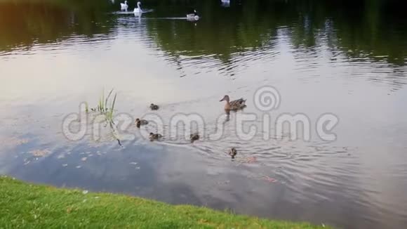 小鸭子和妈妈在河边游泳的慢动作视频视频的预览图