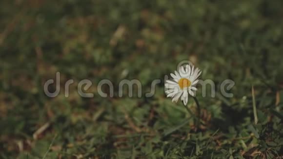 一个野甘菊花在一个田野上的运动美丽的洋甘菊特写视频的预览图
